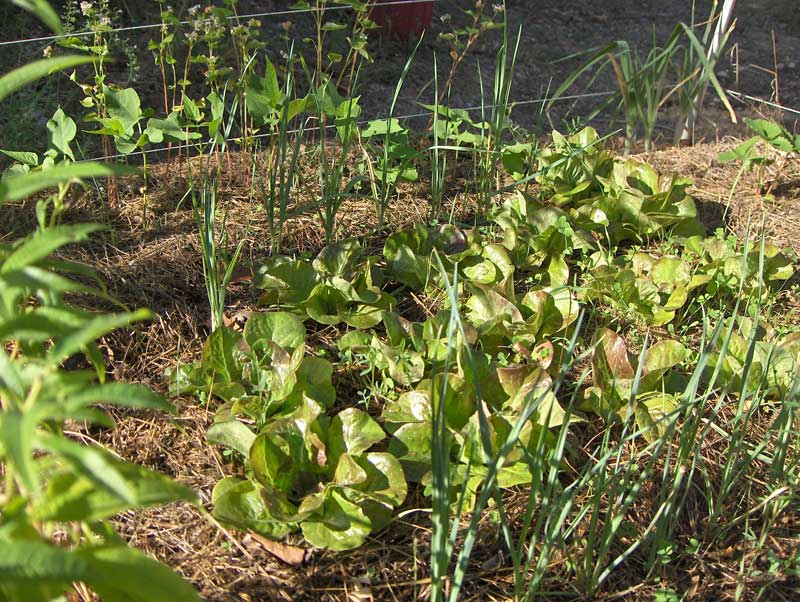 Biodiversité cultivée